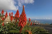 Madeira