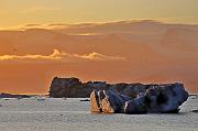 IMG_9008