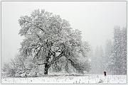 IMG_0988