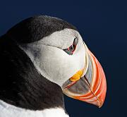 IMG_4286