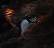 IMG_4519_1