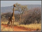 animals12