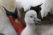 swan1002