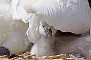 swan1003
