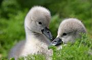 swan1014