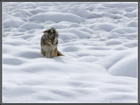 Coyote auf Jagd