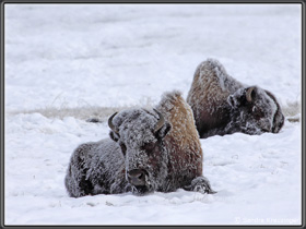 Schneebisons